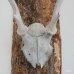 画像2: 壁掛けインテリア　ウォールオブジェ　鹿の骨の角飾り　カスタムメイド品