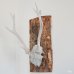 画像4: 壁掛けインテリア　ウォールオブジェ　鹿の骨の角飾り　カスタムメイド品