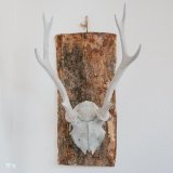 壁掛けインテリア　ウォールオブジェ　鹿の骨の角飾り　カスタムメイド品