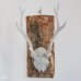 画像1: 壁掛けインテリア　ウォールオブジェ　鹿の骨の角飾り　カスタムメイド品 (1)
