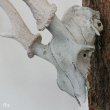 画像6: 壁掛けインテリア　ウォールオブジェ　鹿の骨の角飾り　カスタムメイド品