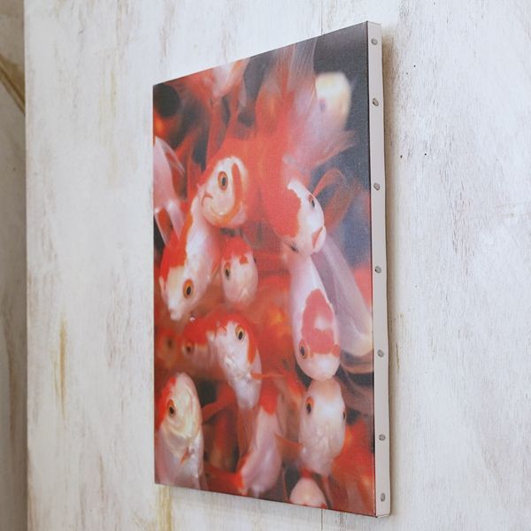 画像2: 金魚　写真パネル　アートバネル　展示品